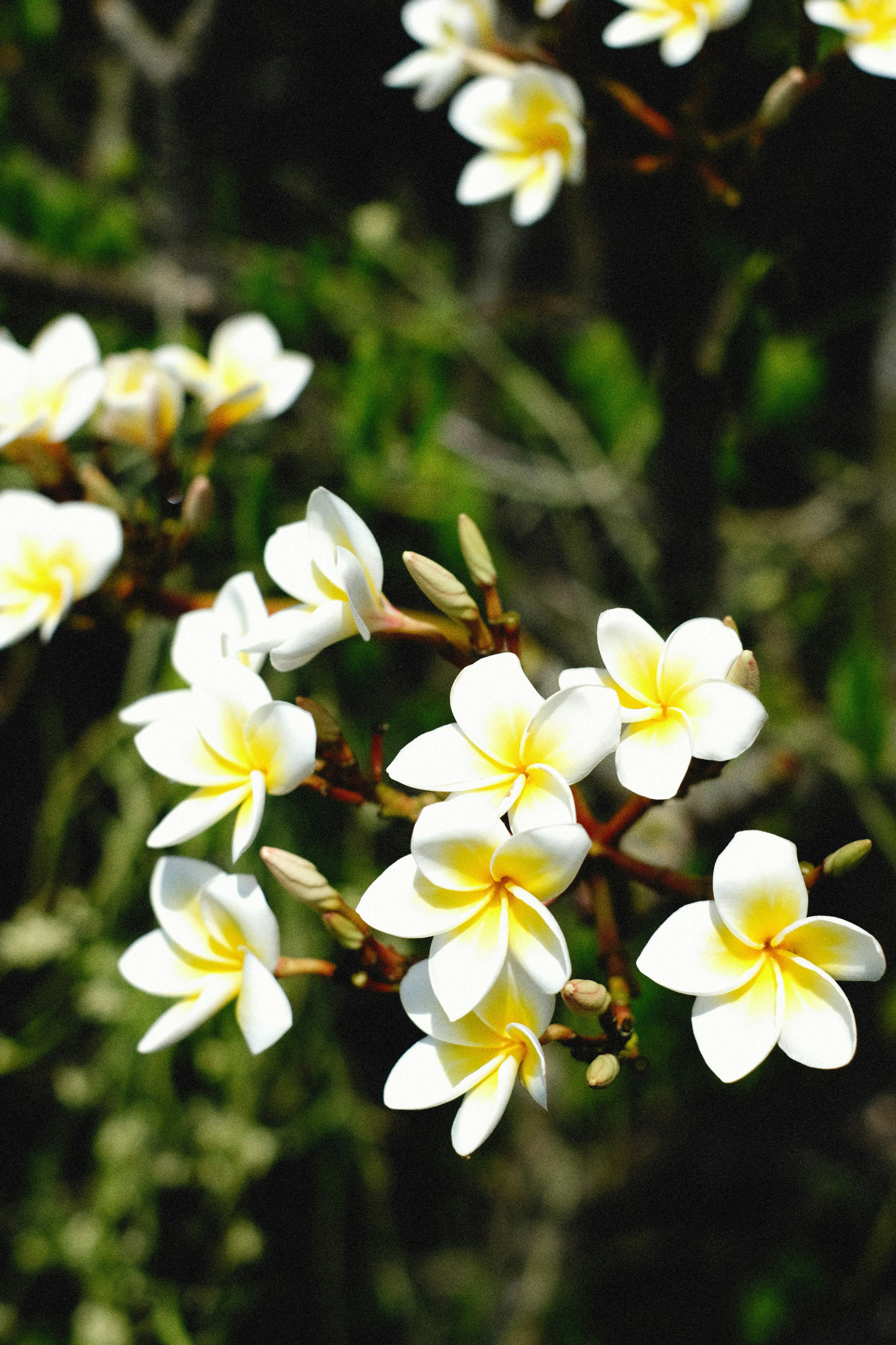 Kenali Aroma Frangipani! Bunga Tropis yang Eksotis