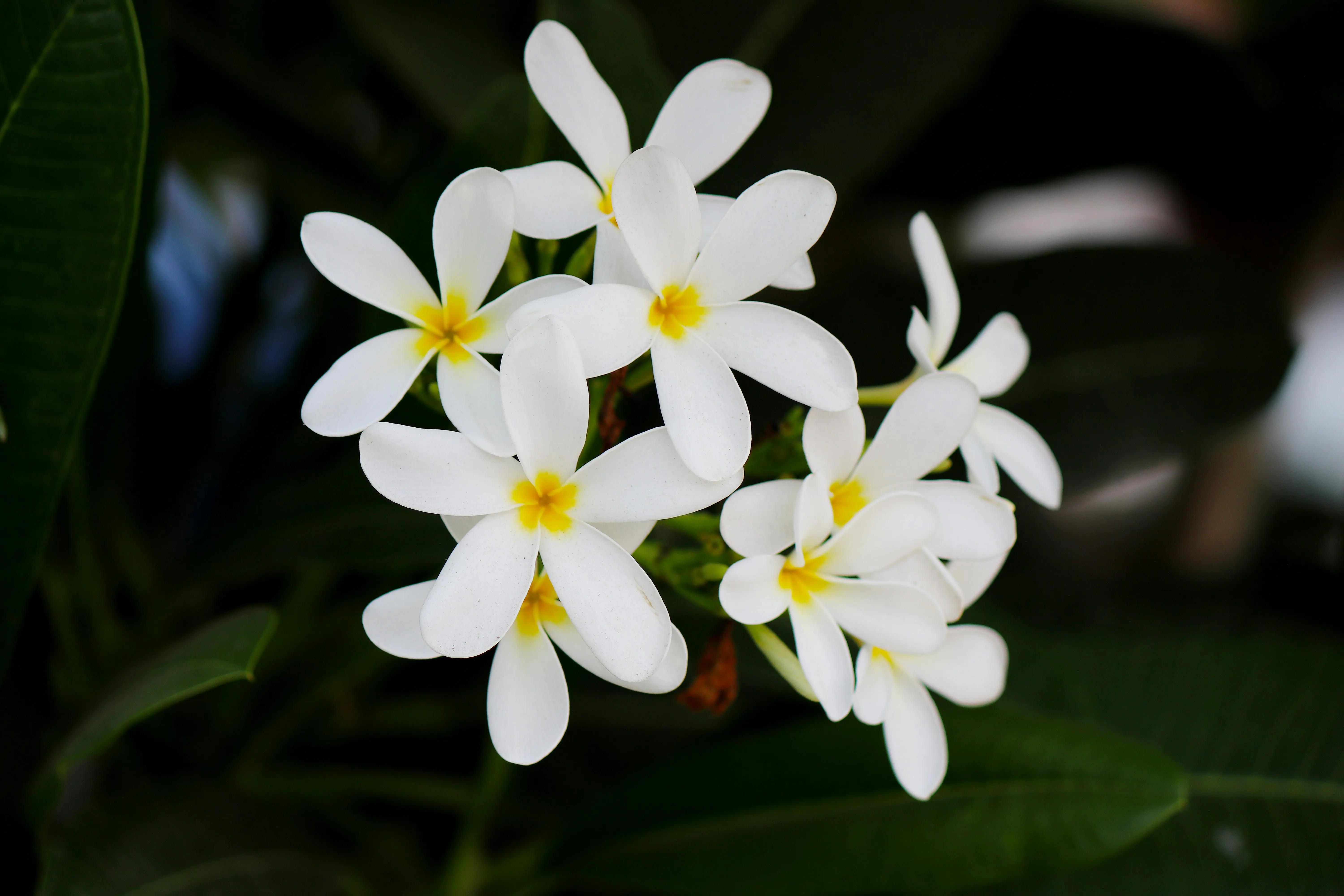 Kenali Aroma Frangipani! Bunga Tropis yang Eksotis