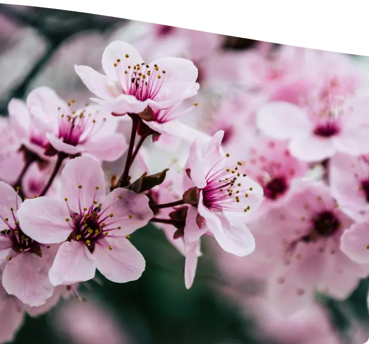 Cherry Blossom
